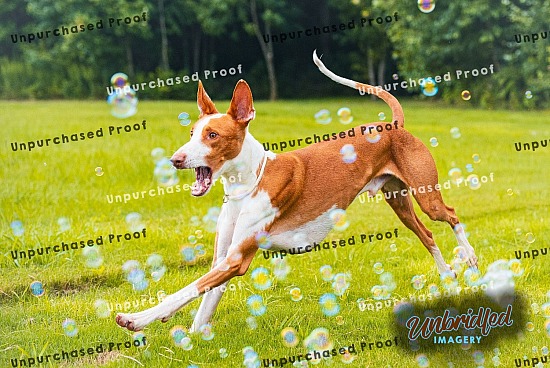August Bubble Mini Sessions