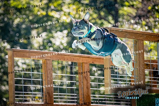 2025 SCDS UKC Dock Jumping
