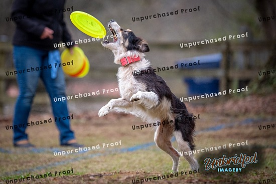 2025 How the Grinch Stole Discmas