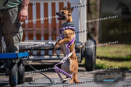 2026 NAWA March Mini Pull